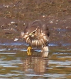 Merlin (Taiga) - ML644336445