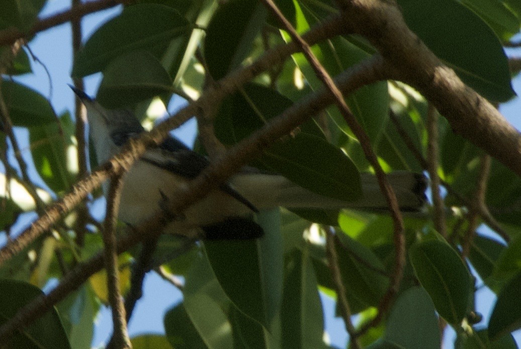 Northern Mockingbird - ML644336457