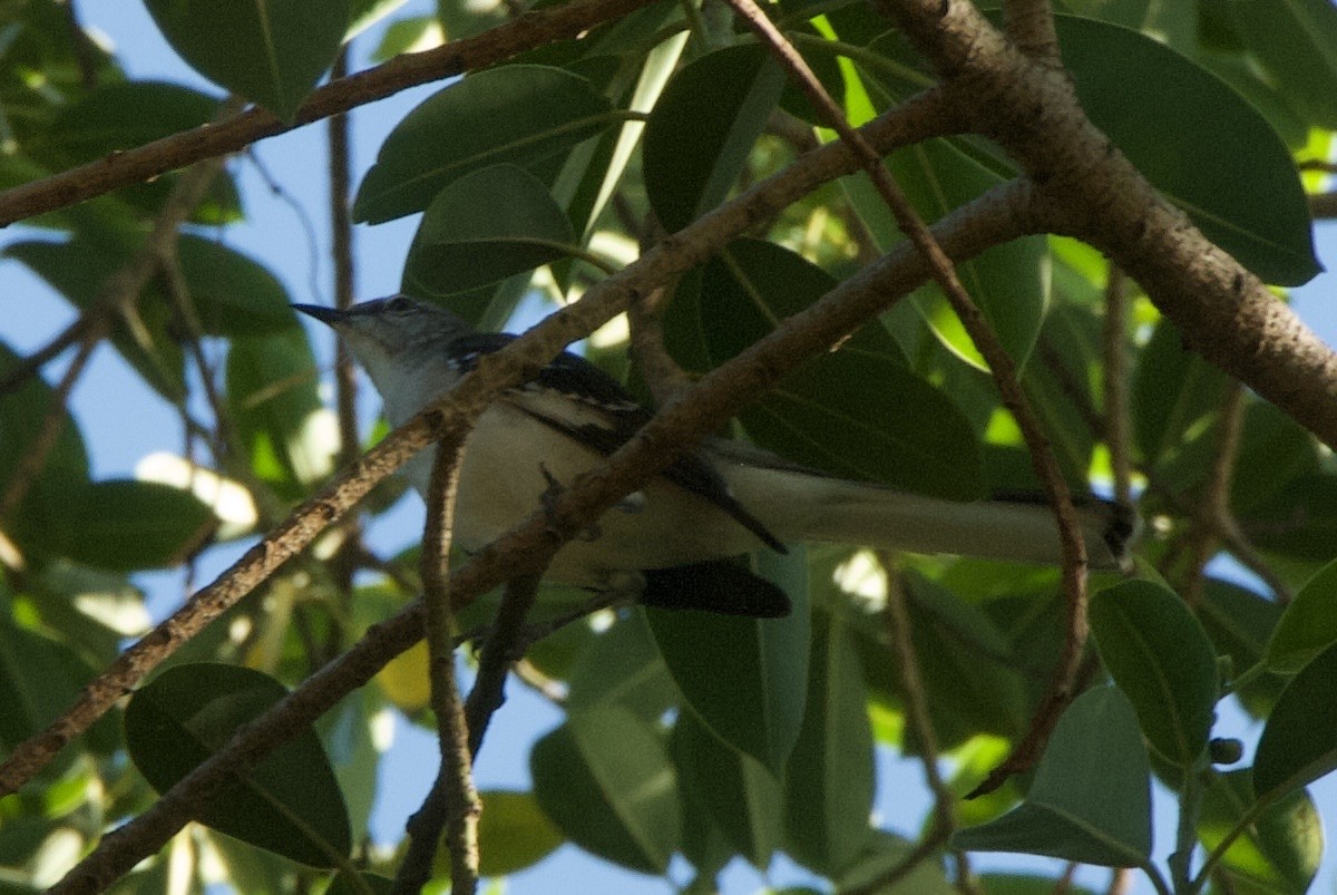Northern Mockingbird - ML644336458