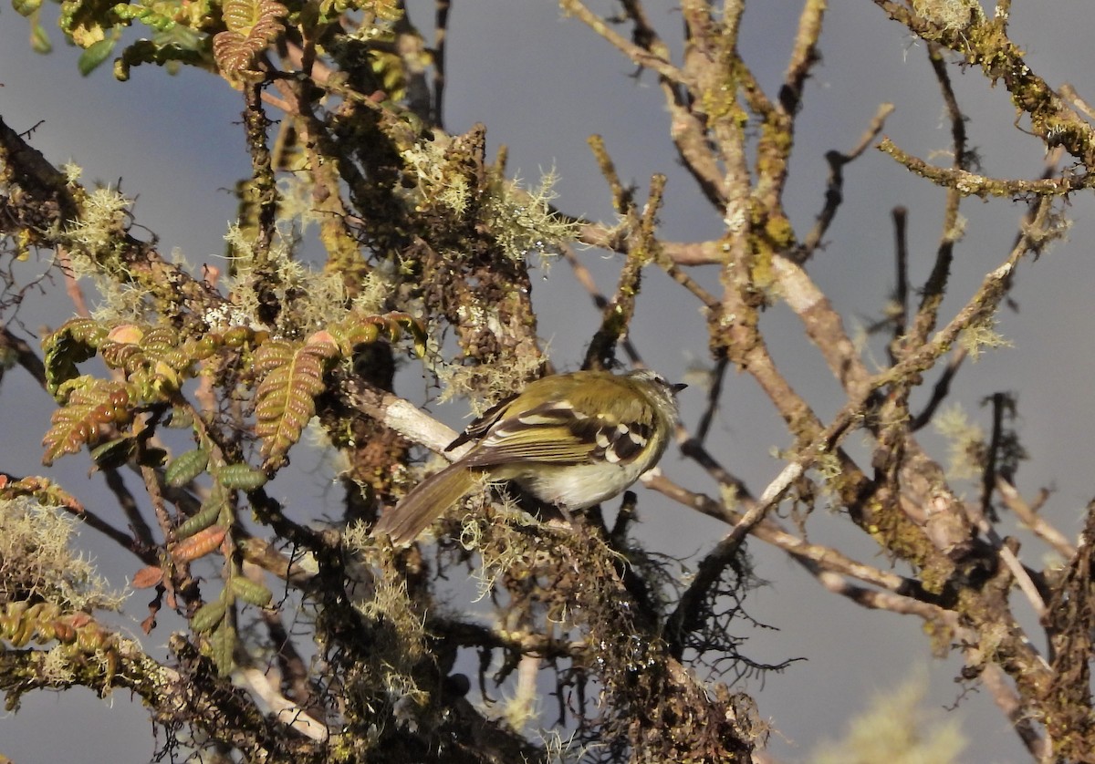 White-banded Tyrannulet - ML644336466