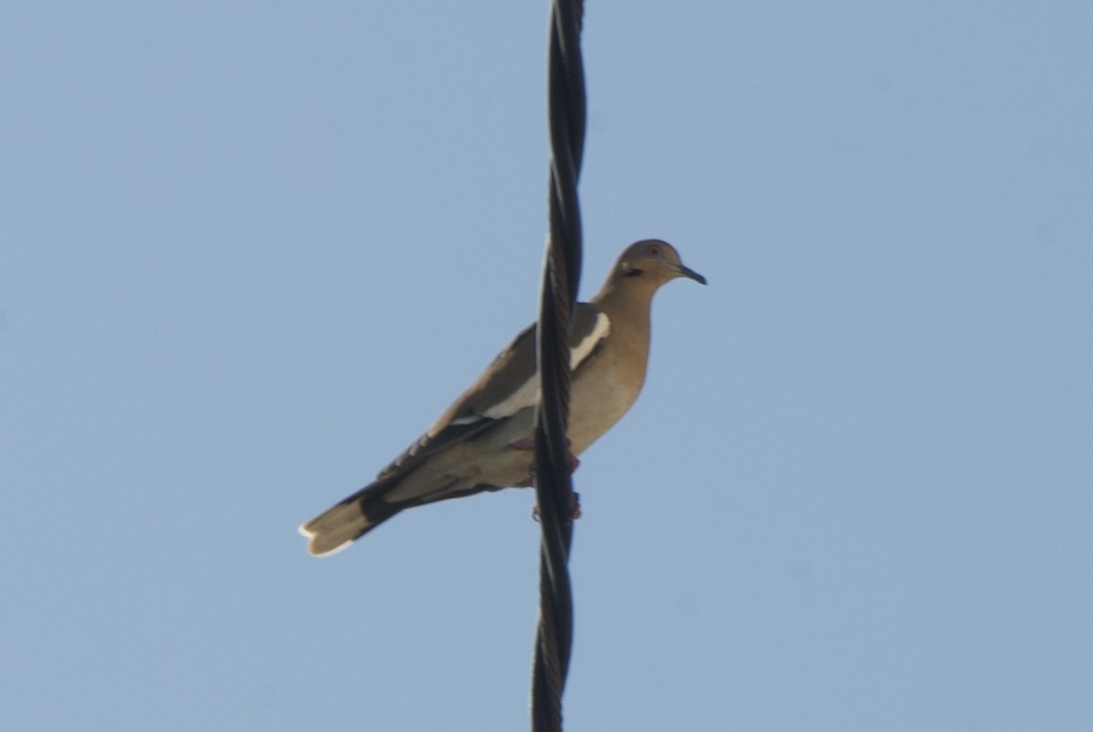 White-winged Dove - ML644336471