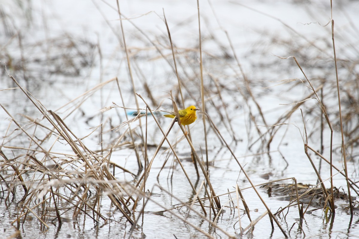 Sarı Ötleğen - ML644336475