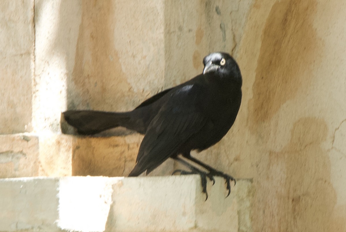Greater Antillean Grackle - ML644336480