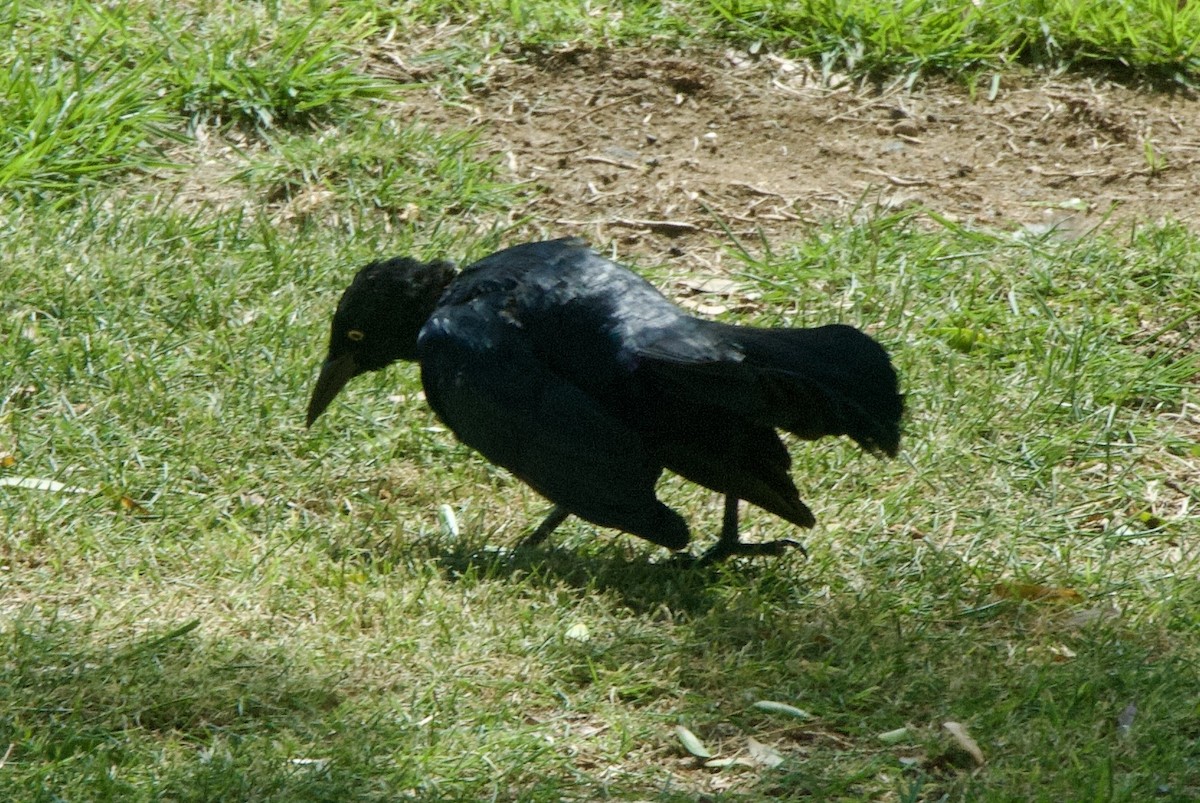 Greater Antillean Grackle - ML644336481