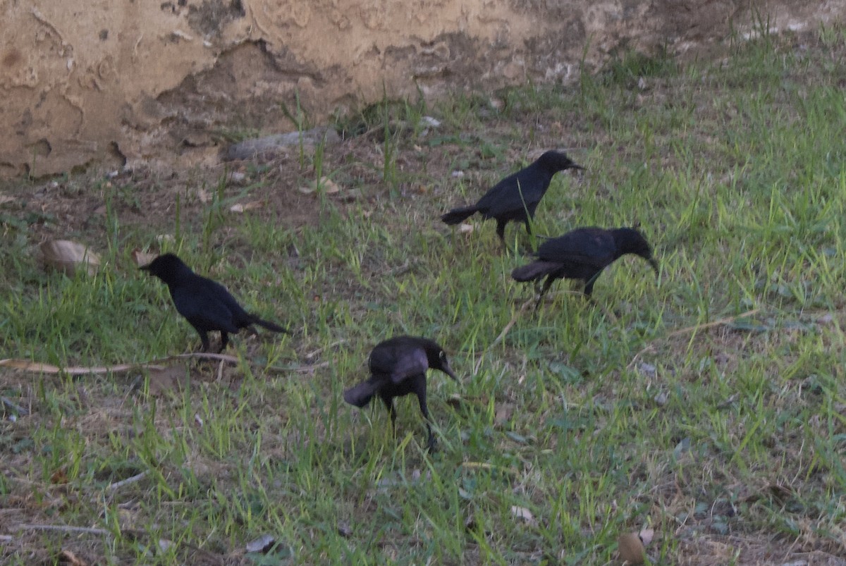 Greater Antillean Grackle - ML644336482