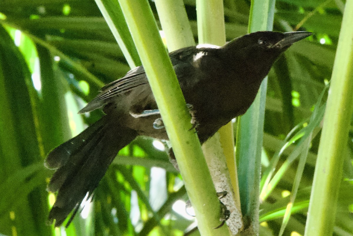 Greater Antillean Grackle - ML644336483