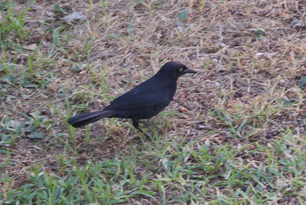 Greater Antillean Grackle - ML644336484