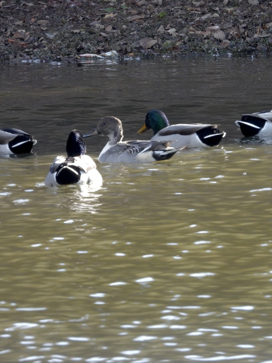 Шовтгор алаг нугас - ML644336487