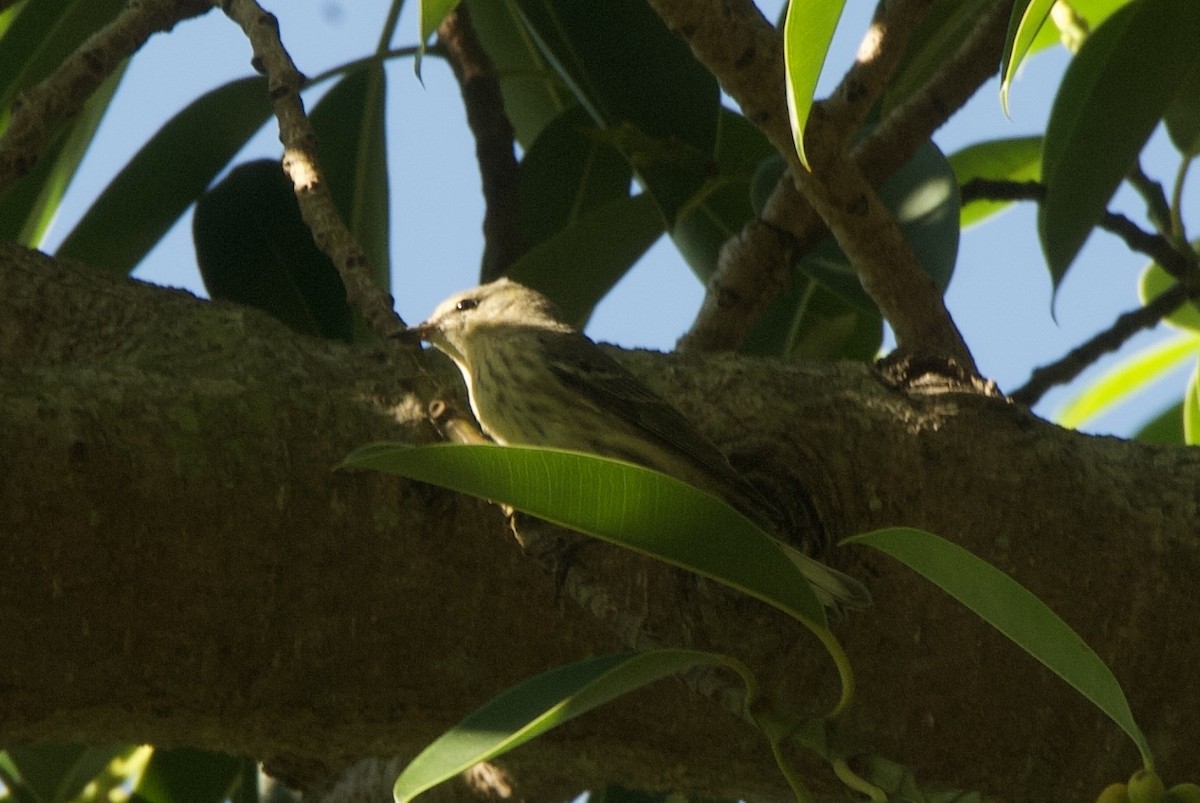 Cape May Warbler - ML644336492