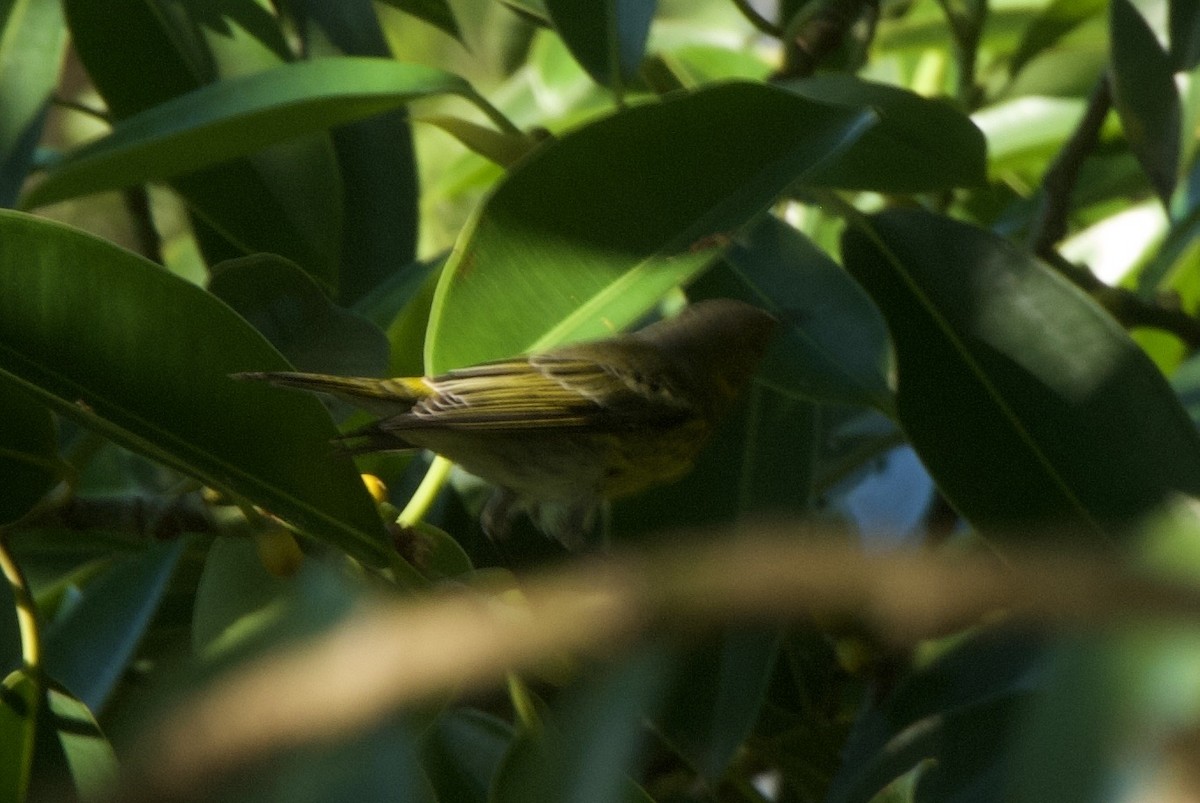 Cape May Warbler - ML644336493