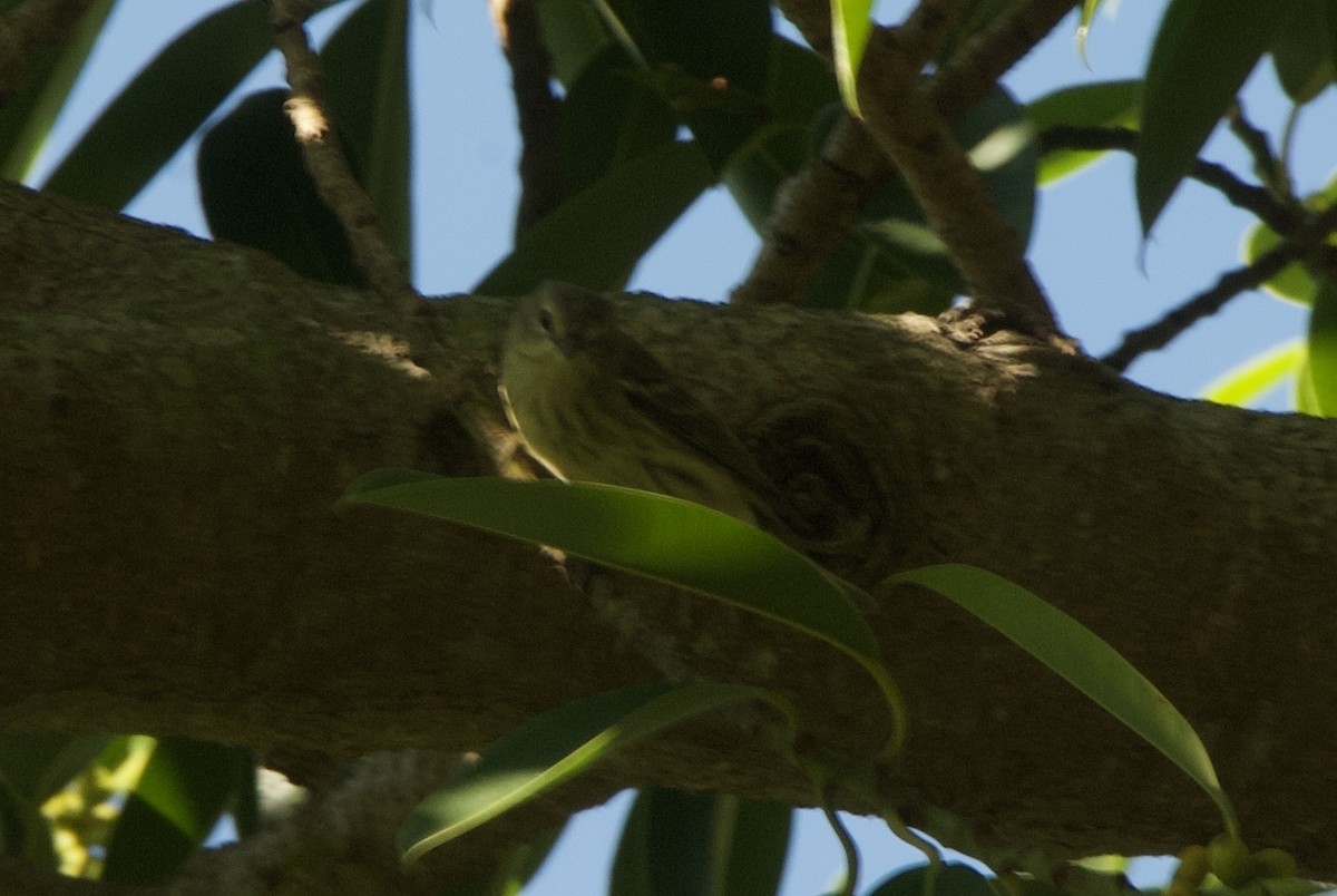Cape May Warbler - ML644336494