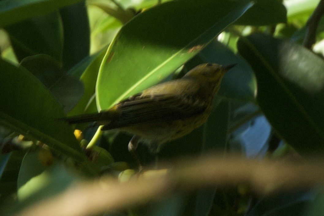 Cape May Warbler - ML644336495