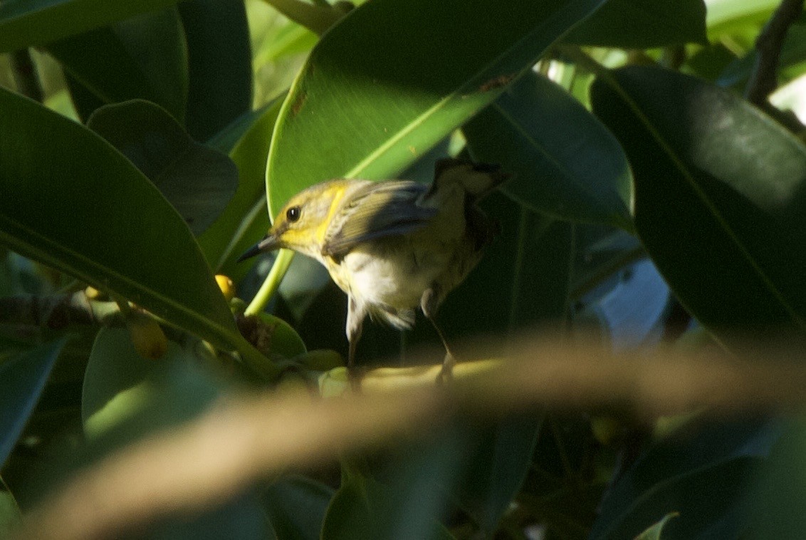 Cape May Warbler - ML644336496