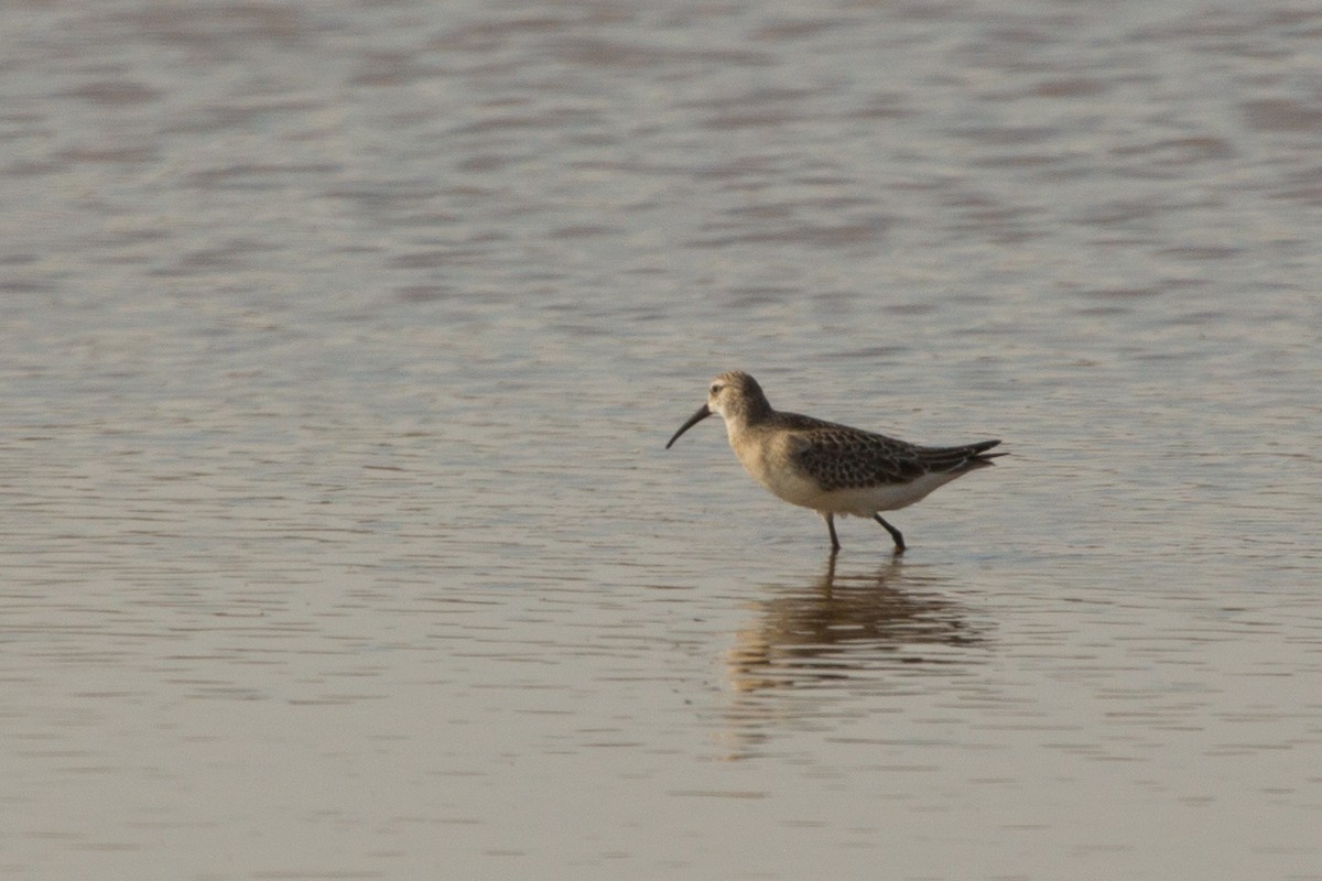 Curlew Sandpiper - ML644336500