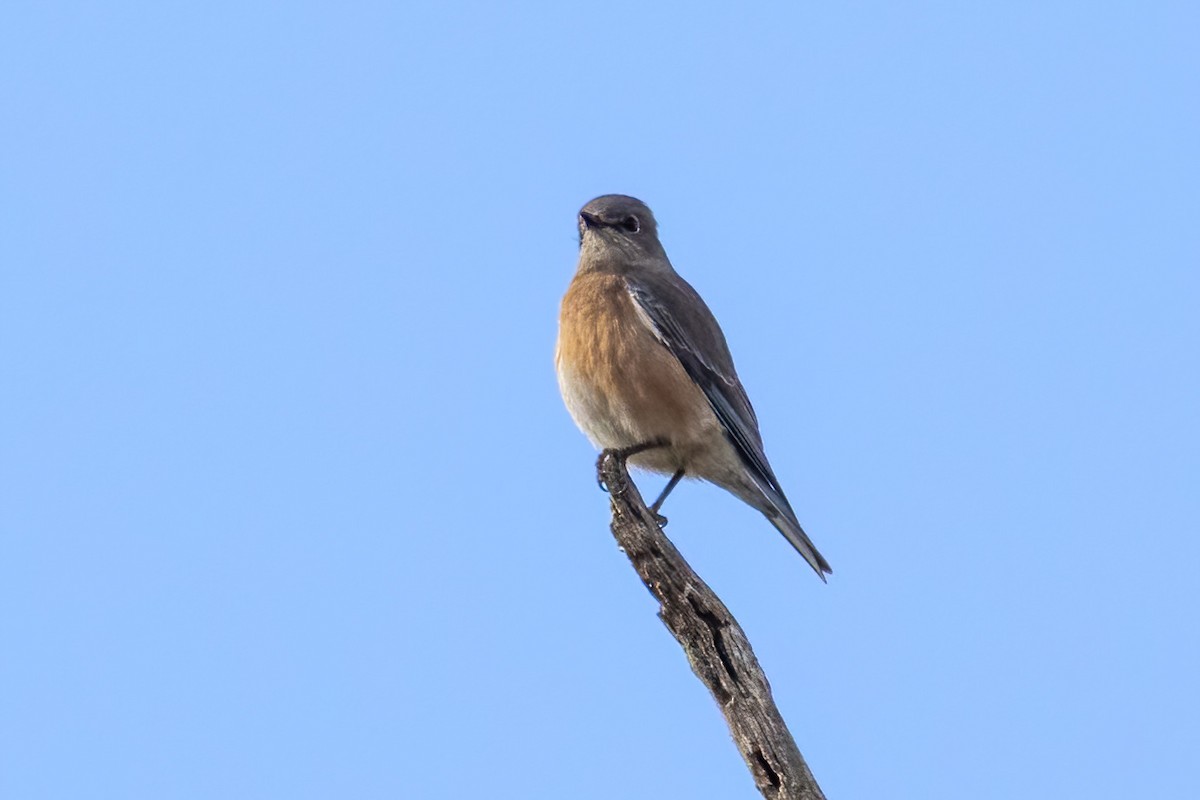 Western Bluebird - ML644336501