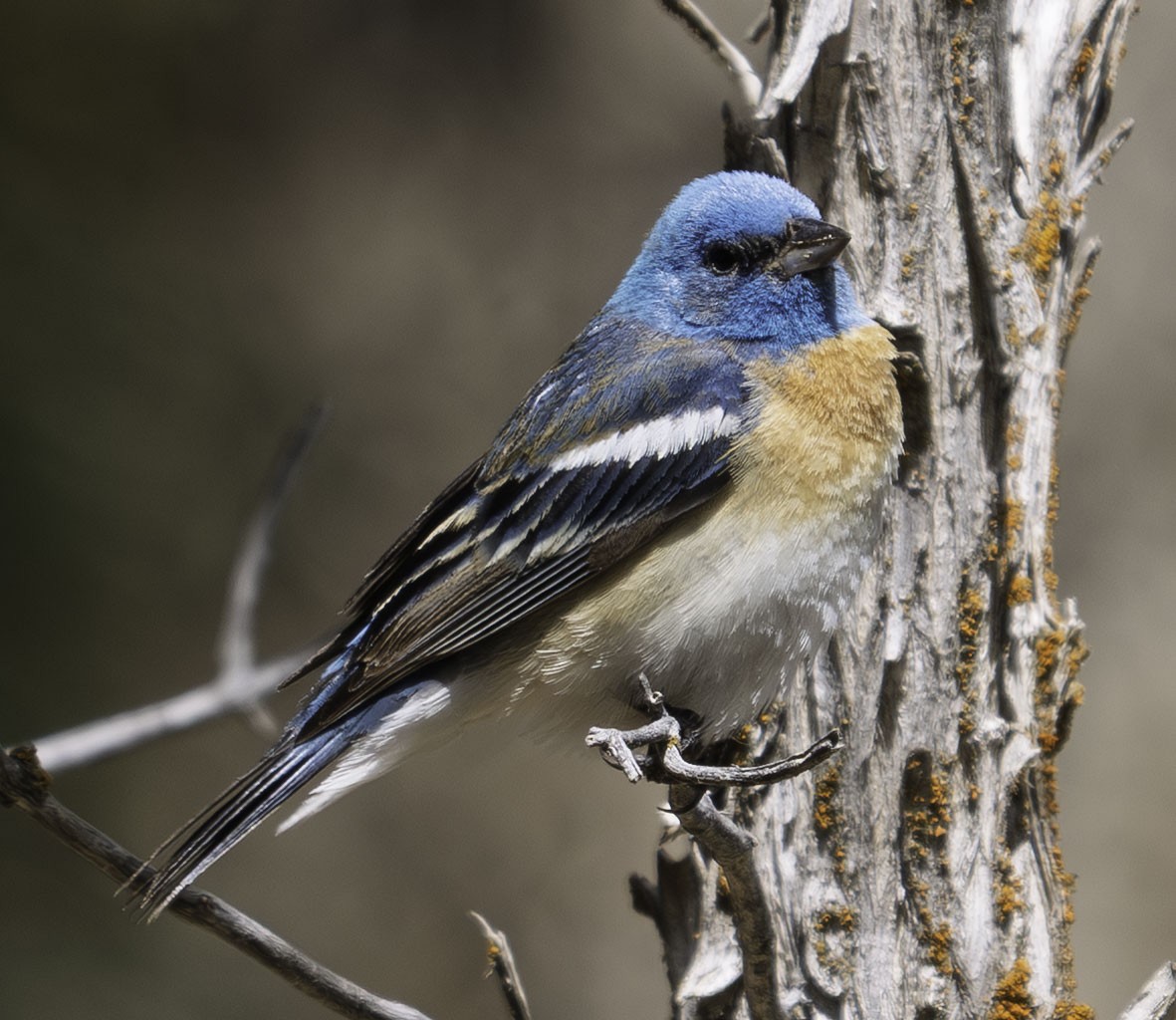 Lazuli Bunting - ML644336506