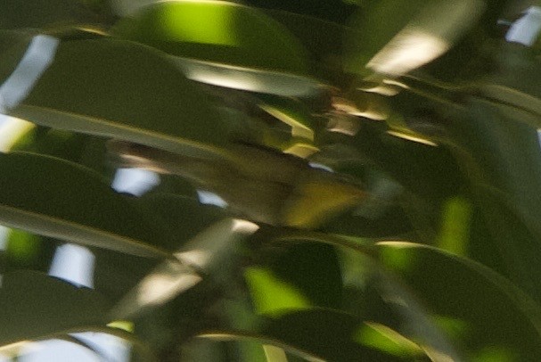 stryparula - ML644336509