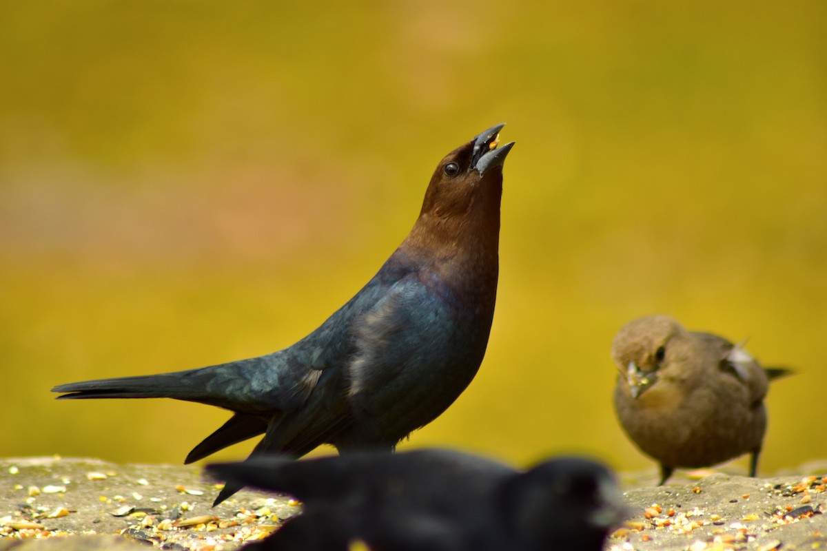 Brown-headed Cowbird - ML644336514