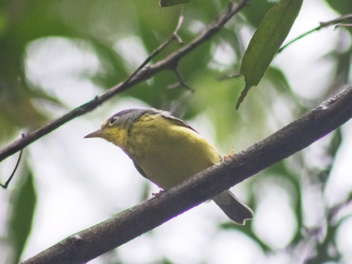 Болотянка строкатовола - ML644336517