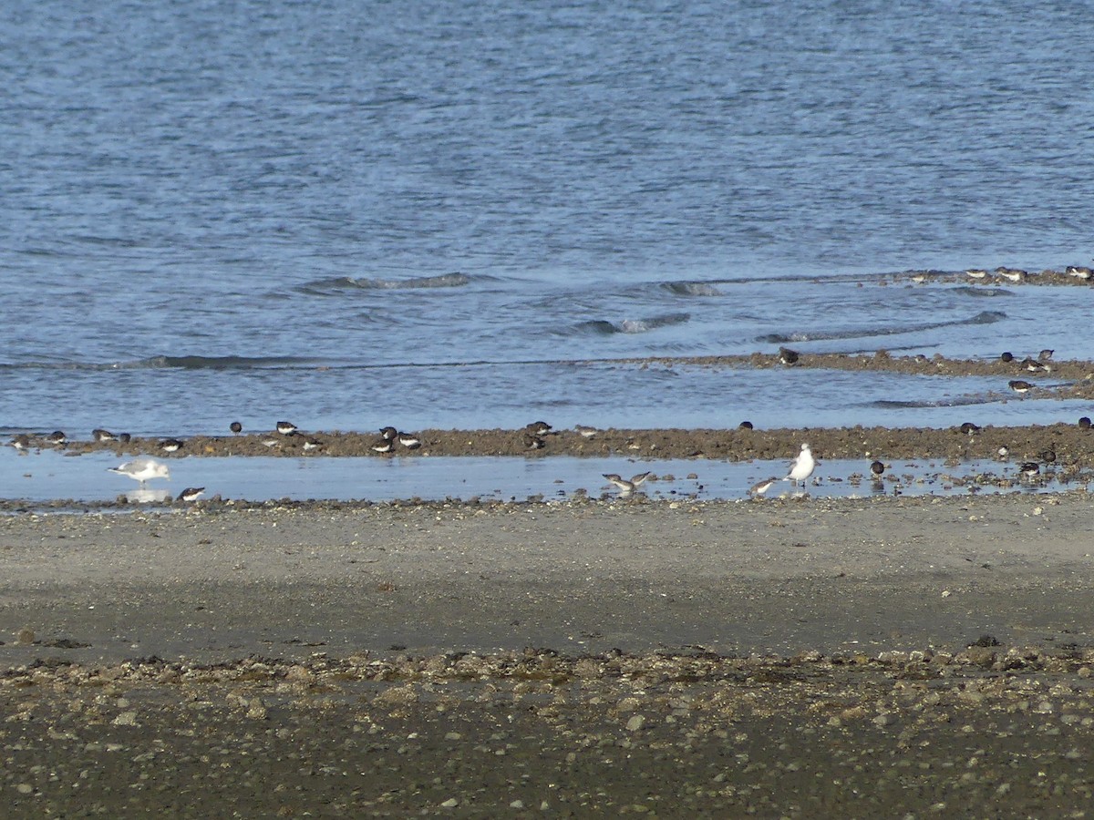 チドリ目 - ML644336533