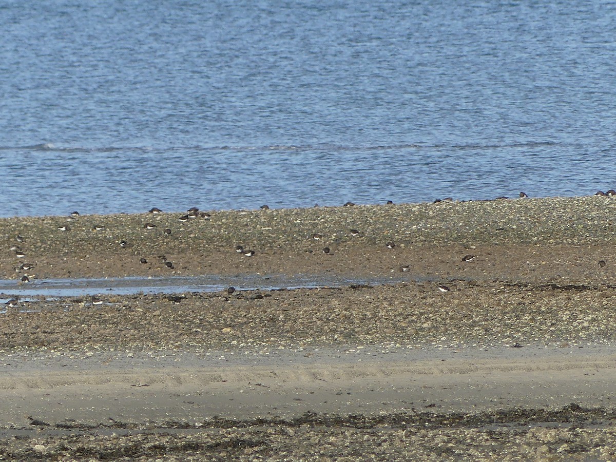 チドリ目 - ML644336534