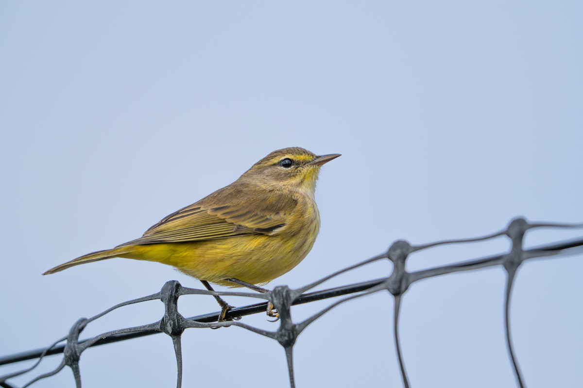 Пісняр-лісовик рудоголовий - ML644336535