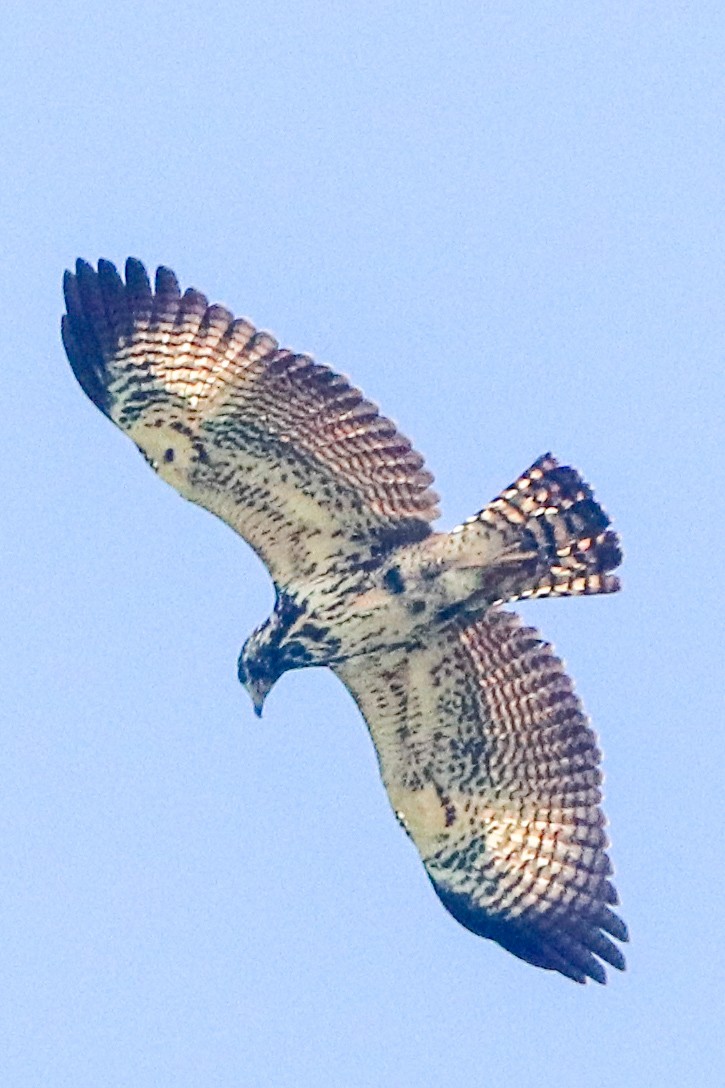 Common Black Hawk - ML644336537