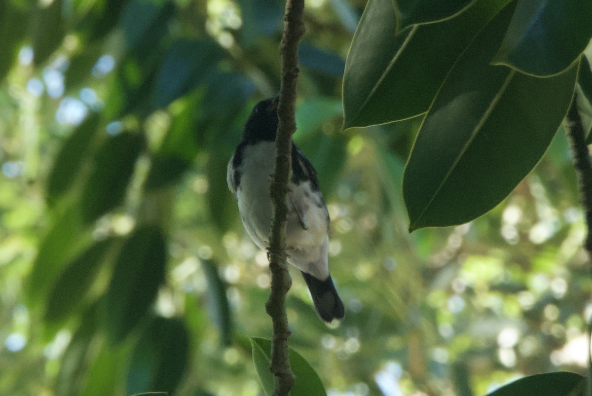 Black-throated Blue Warbler - ML644336538