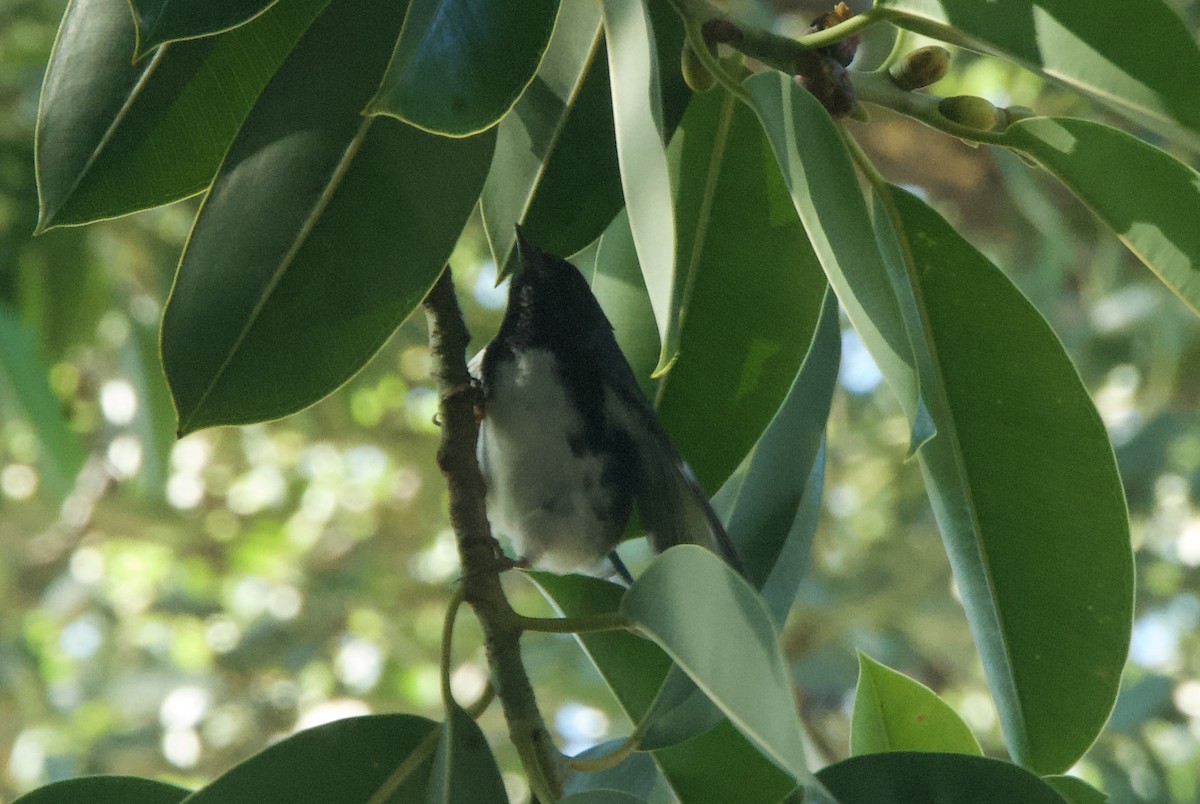 Black-throated Blue Warbler - ML644336539