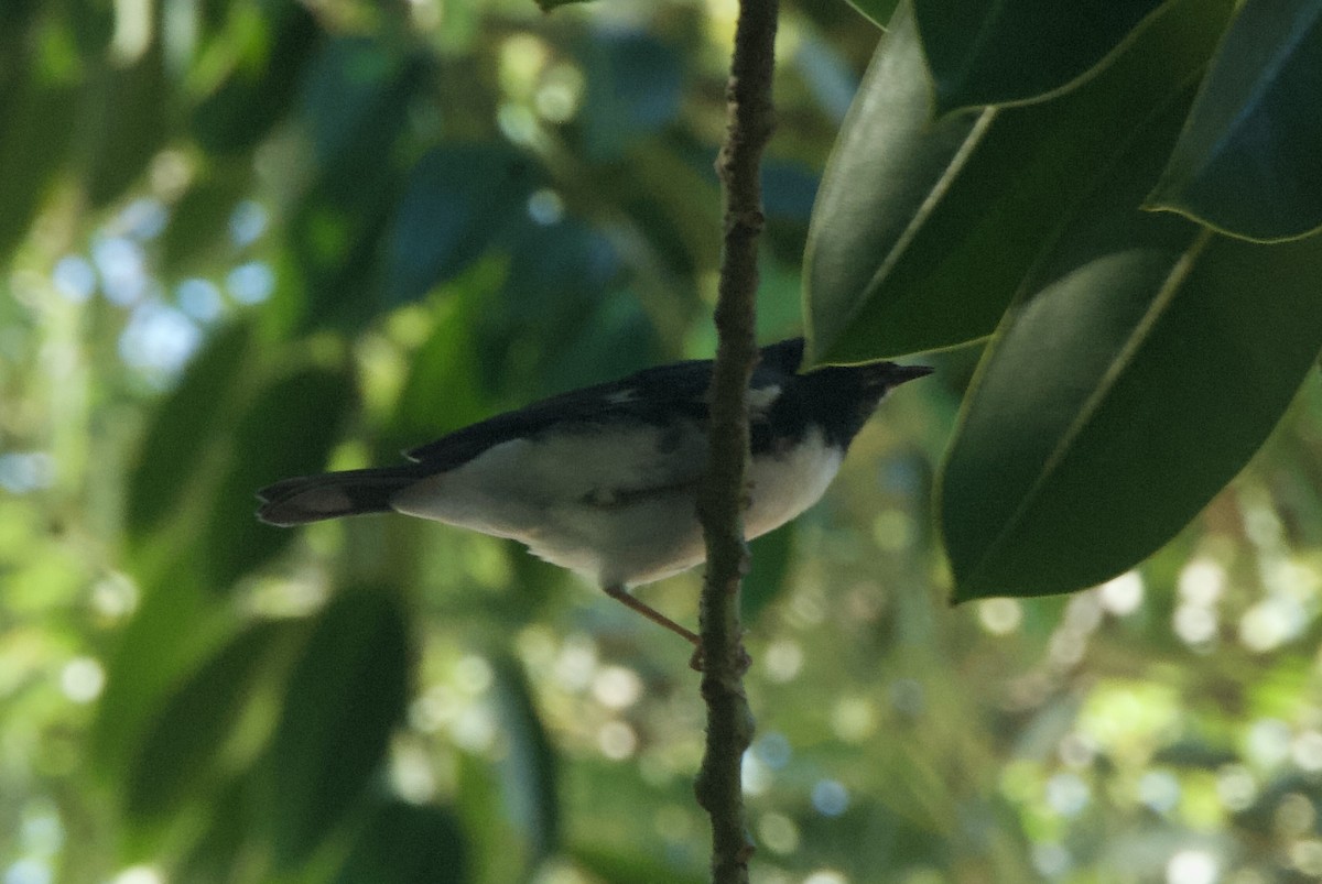 Black-throated Blue Warbler - ML644336540