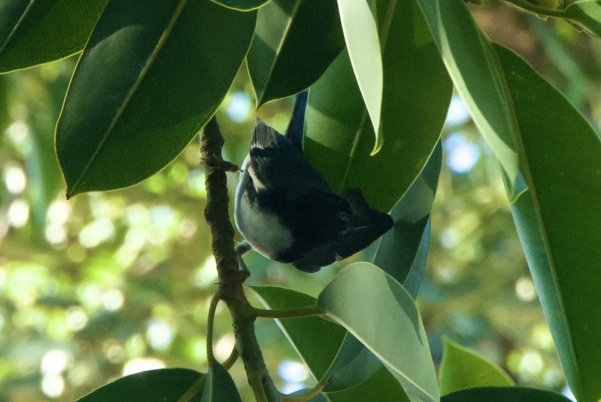 Black-throated Blue Warbler - ML644336541
