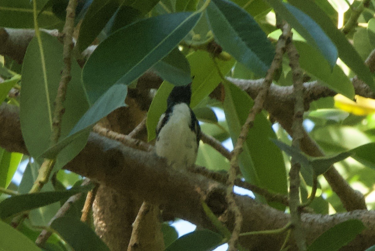 Black-throated Blue Warbler - ML644336542