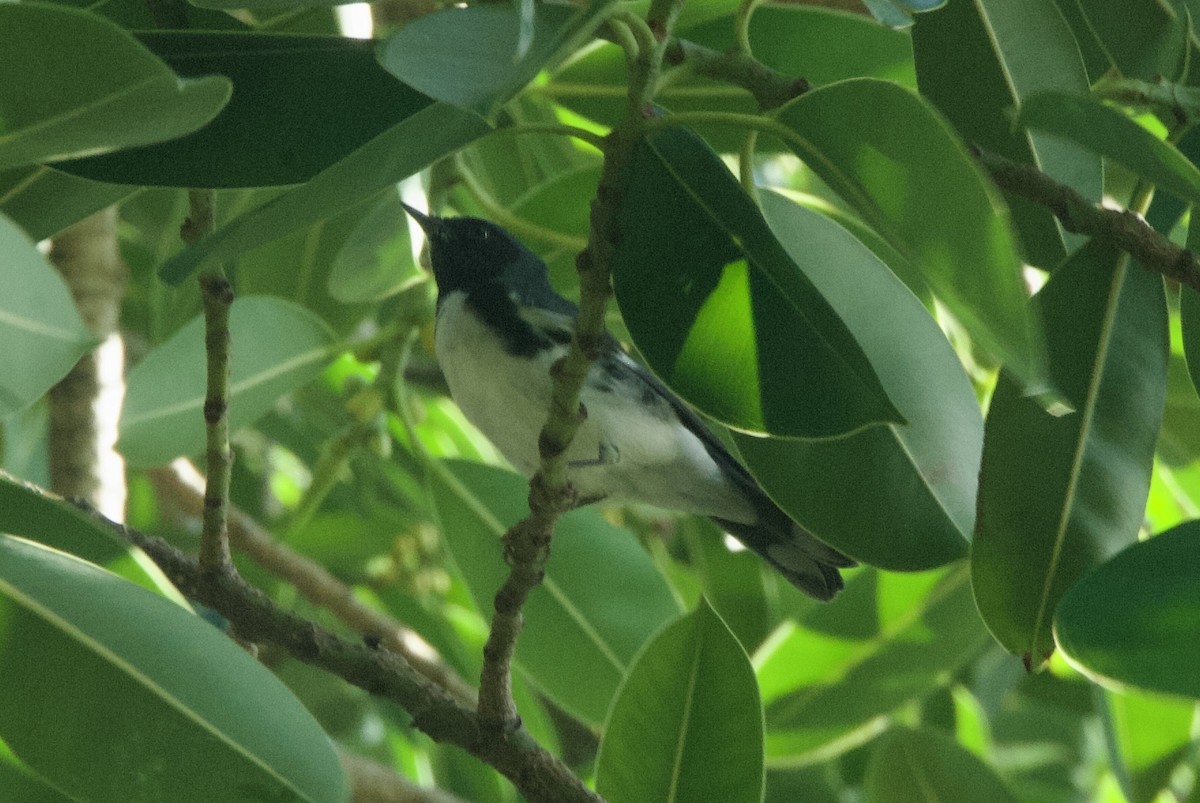 Black-throated Blue Warbler - ML644336543