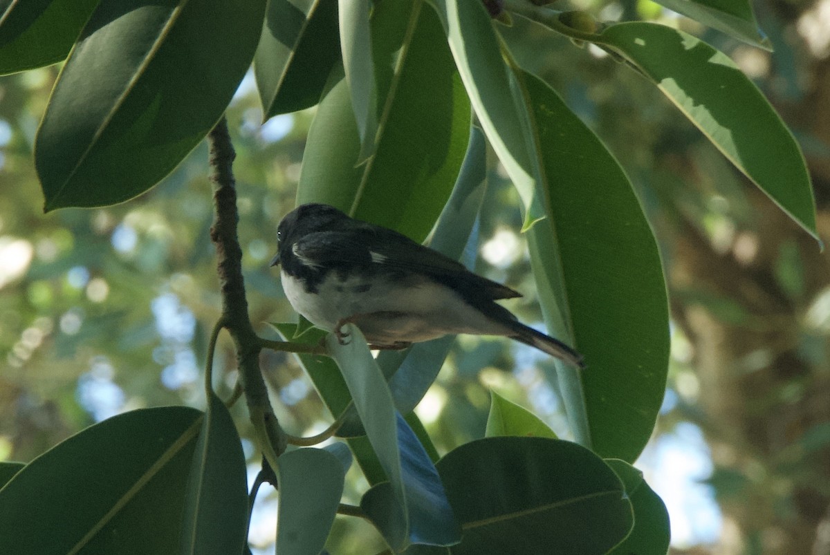 Black-throated Blue Warbler - ML644336544