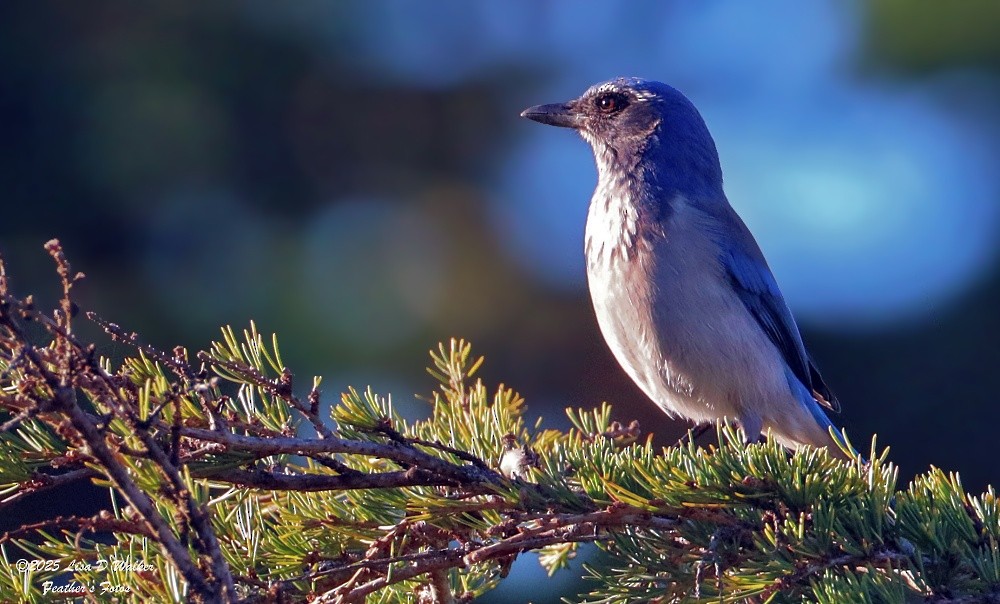 California Scrub-Jay - ML644336546