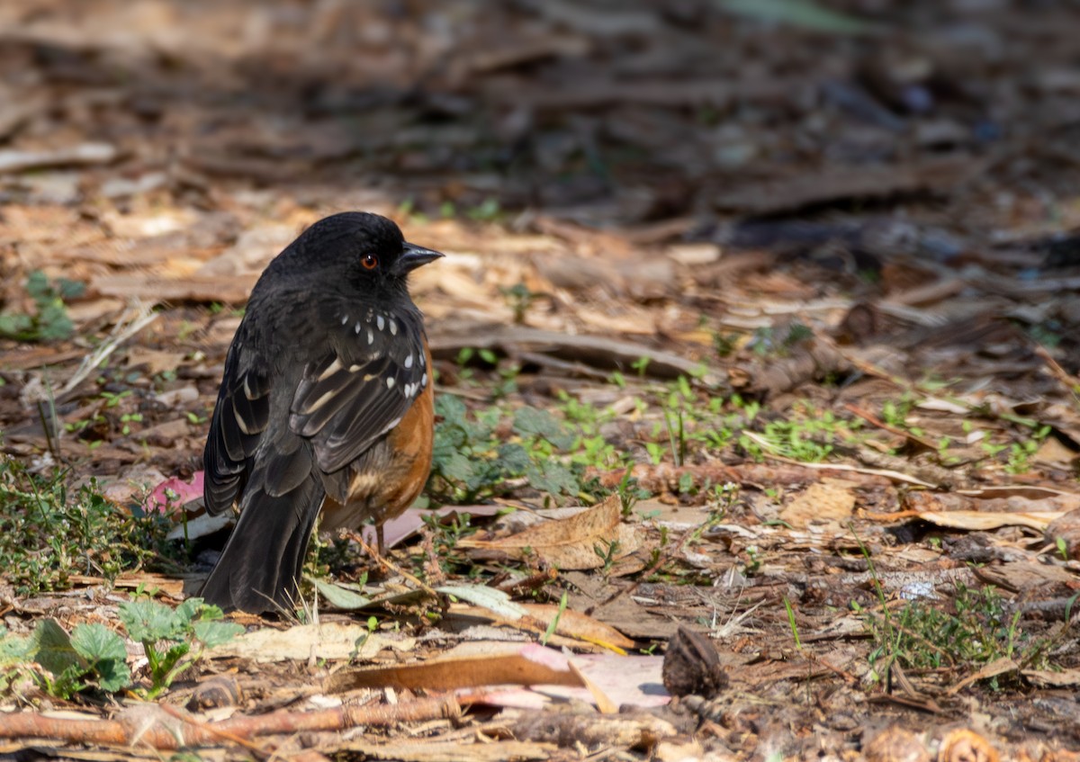 Spotted Towhee - ML644336547
