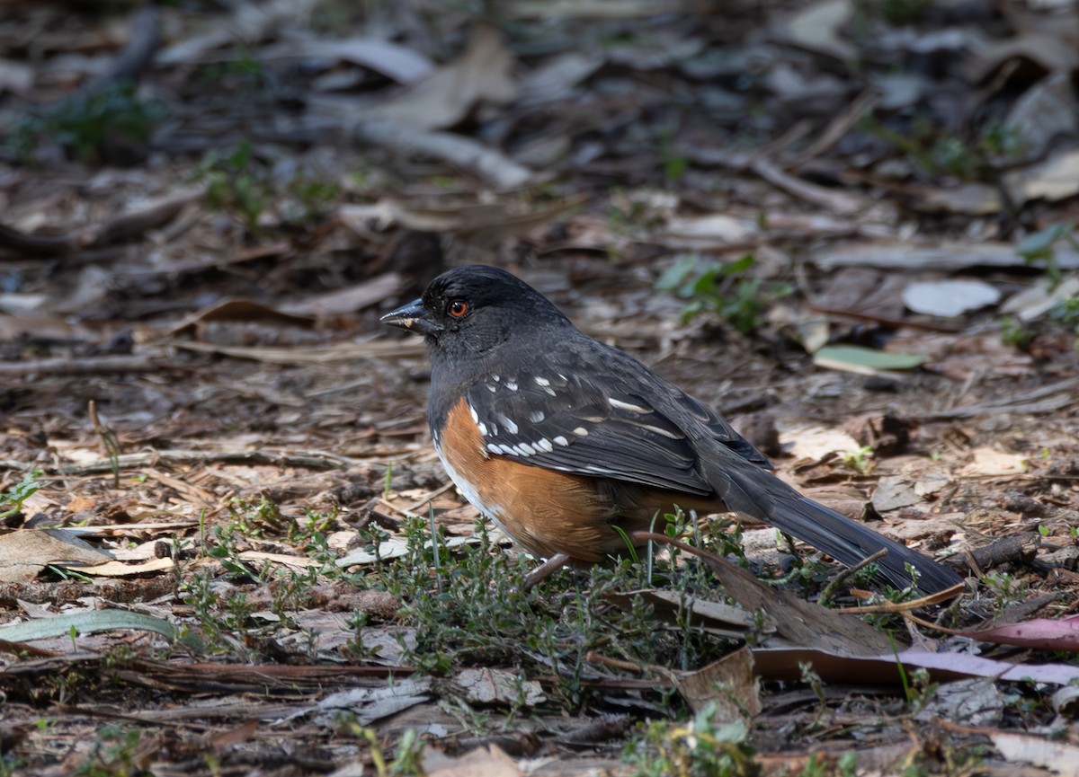 Spotted Towhee - ML644336548