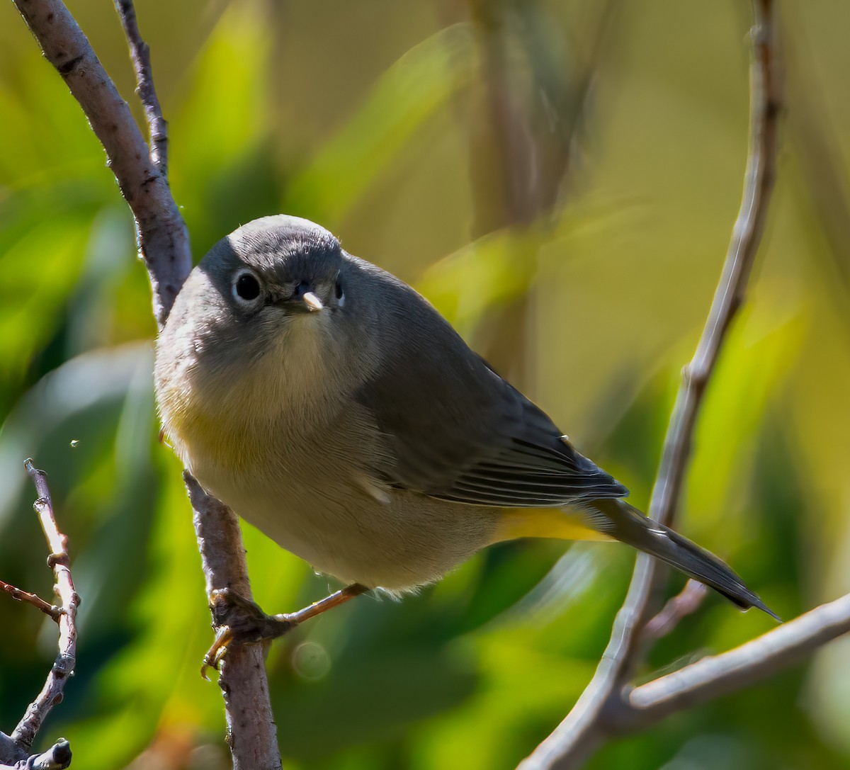Червоїд жовтоволий - ML644336563