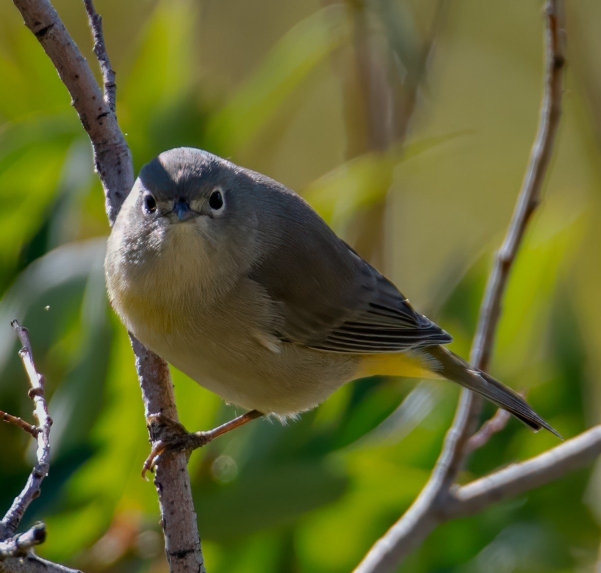 Червоїд жовтоволий - ML644336564