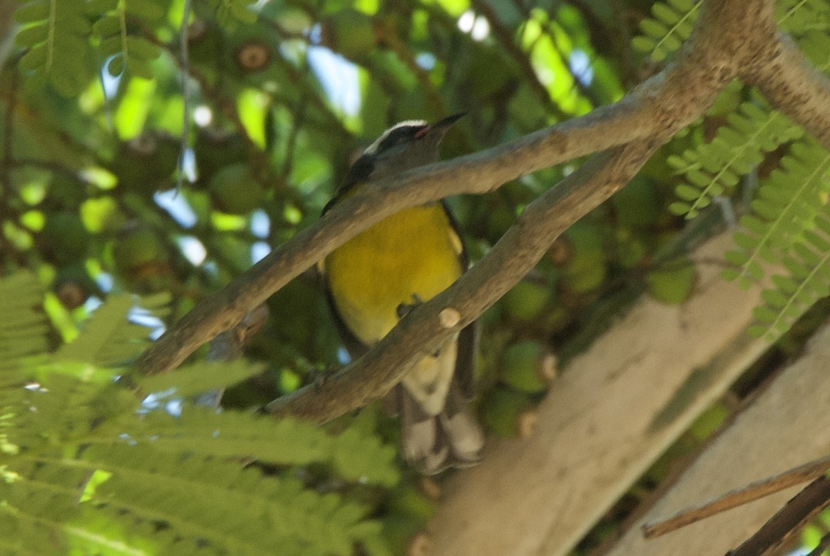 Sucrier à ventre jaune (groupe portoricensis) - ML644336600