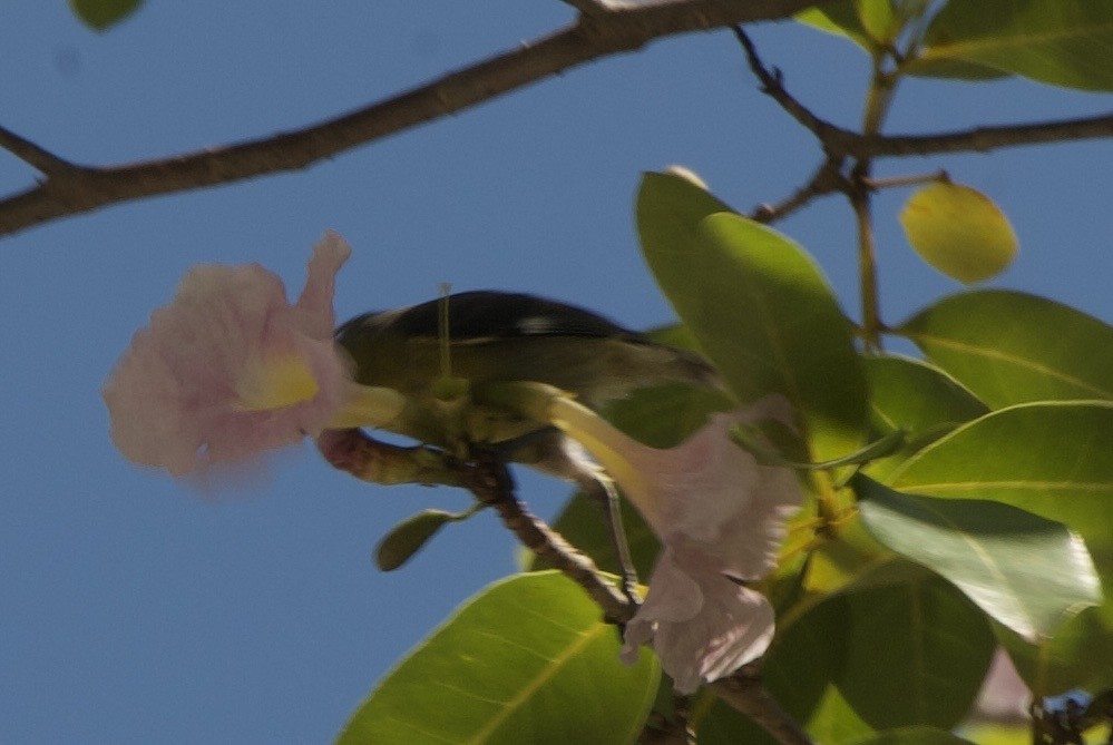 Sucrier à ventre jaune (groupe portoricensis) - ML644336601