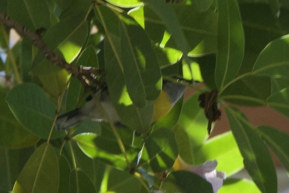 Sucrier à ventre jaune (groupe portoricensis) - ML644336602