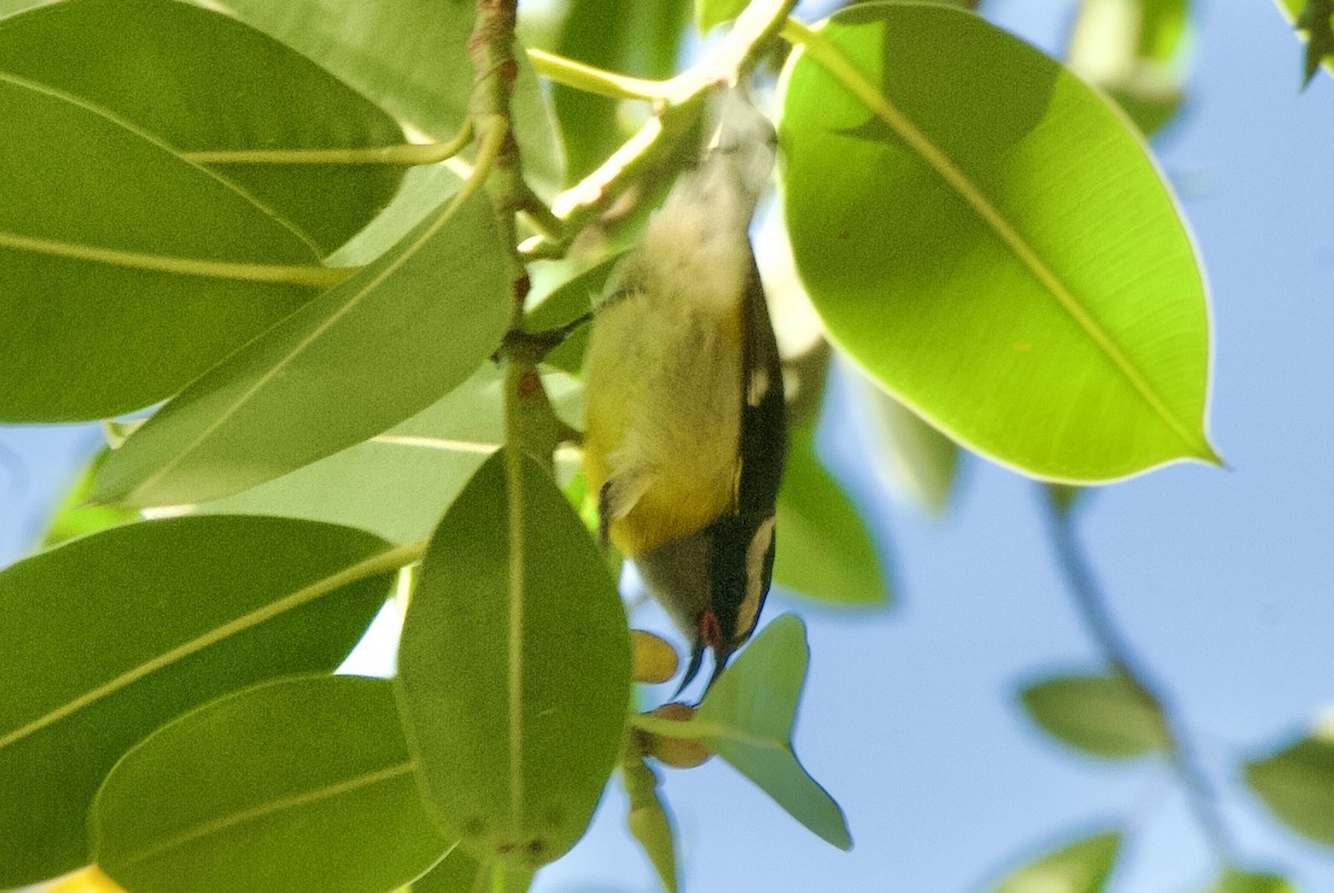 Sucrier à ventre jaune (groupe portoricensis) - ML644336603