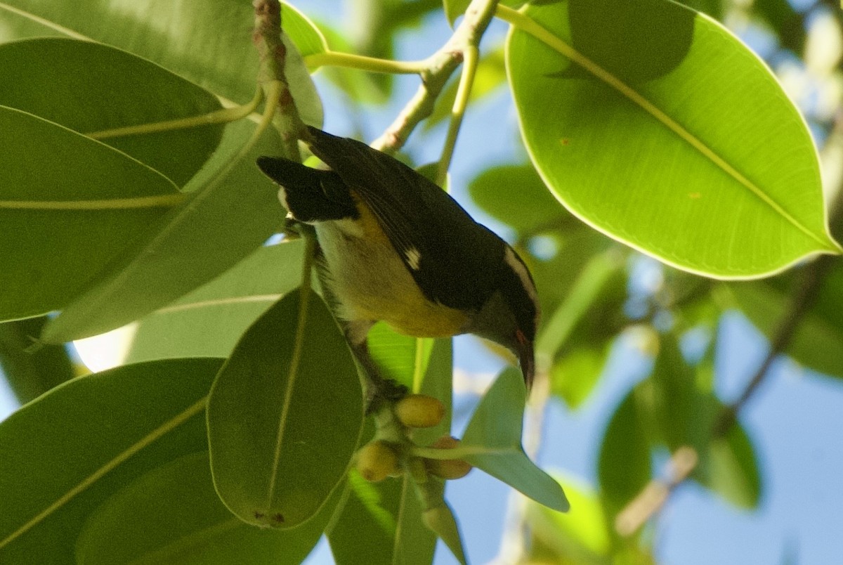 Sucrier à ventre jaune (groupe portoricensis) - ML644336604