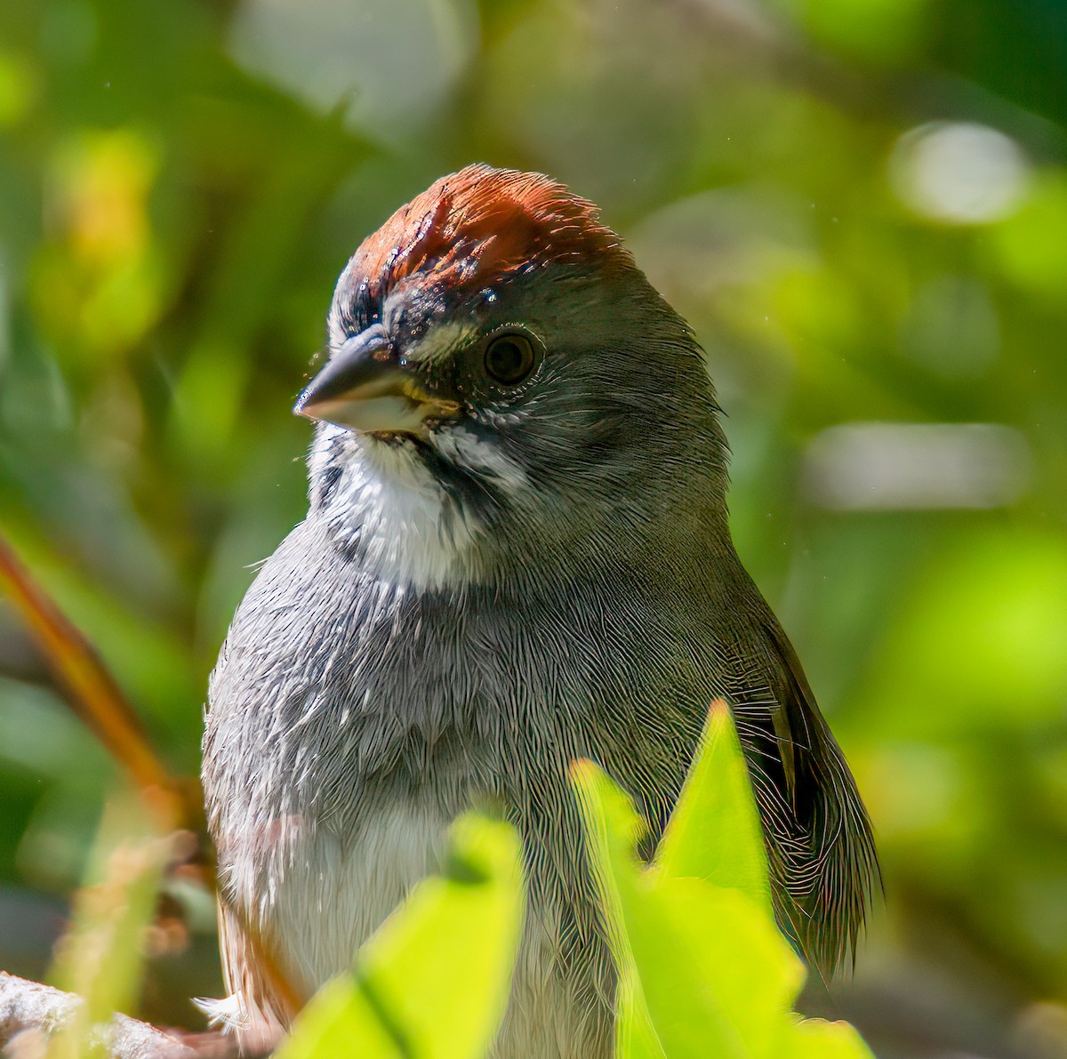Green-tailed Towhee - ML644336615