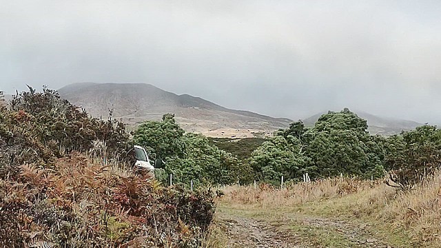 Hawaii Şahini - ML644336625