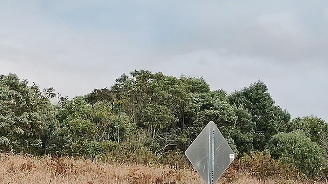 Hawaii Şahini - ML644336626