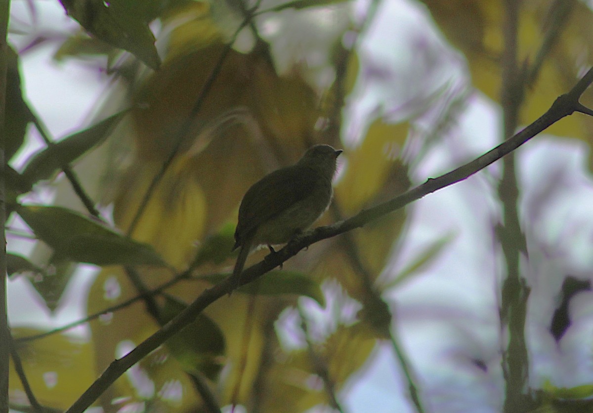 Serra do Mar Tyrant-Manakin - ML644336660