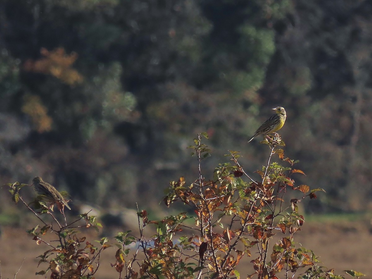 Western Meadowlark - ML644336663