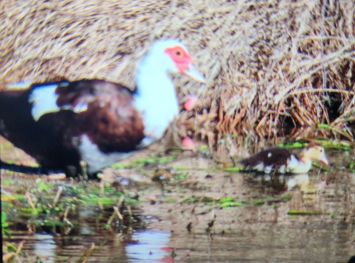 Muscovy Duck (Domestic type) - ML644336696